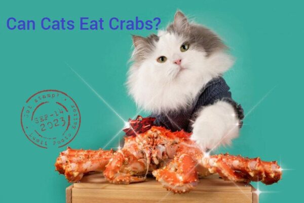 Can Cats Eat Crab Guide: Your Comprehensive Resource for Success