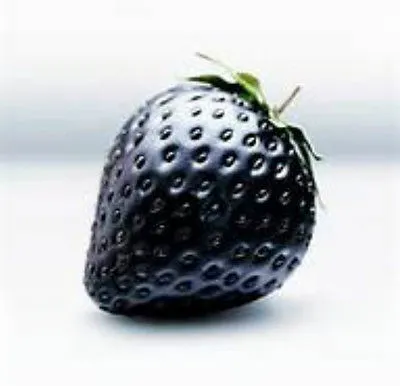 Black Strawberries  Guide: Your Comprehensive Resource for Success