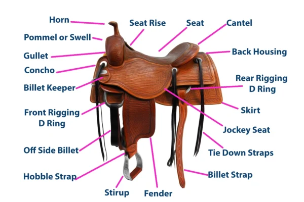 Parts Of A Saddle Guide: Your Comprehensive Resource for Success