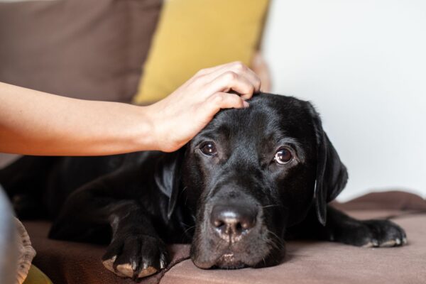 Dog gives blow job  Guide: Your Comprehensive Resource for Success