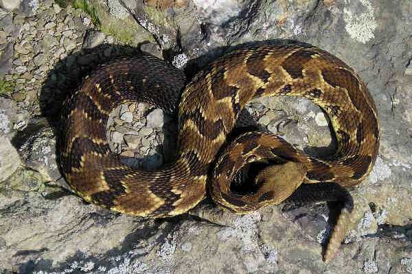 Snakes in nh  Guide: Your Comprehensive Resource for Success