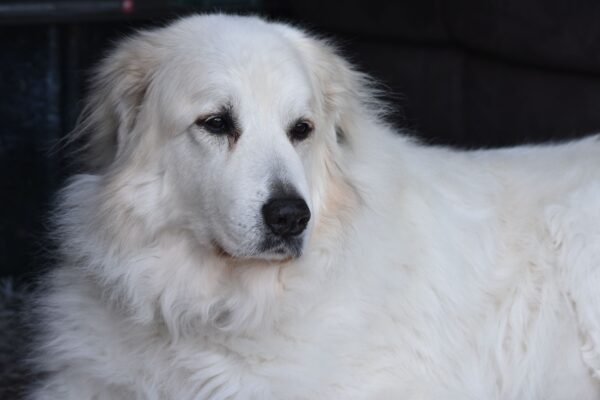 Unveiling the Majestic Blend: The Great Pyrenees Bernese Mountain Dog Mix