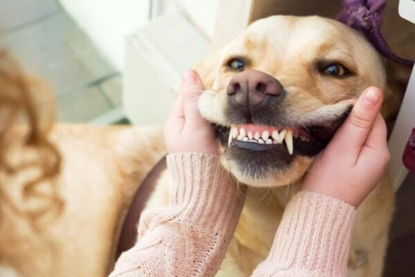 Unveiling the Risks: How Many Dogs Die from Teeth Cleaning?